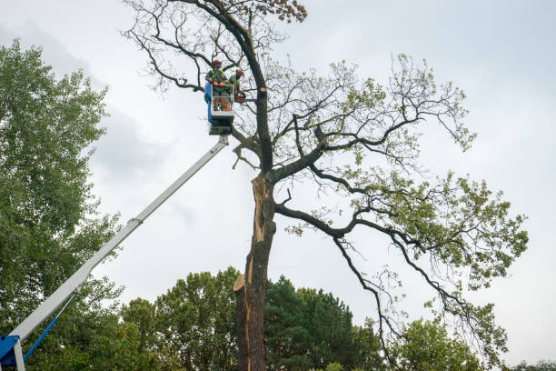 Reliable Pacific, MO Tree Removal Solutions